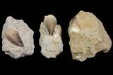 Lot: - Fossil Mosasaur Teeth In Rock - Pieces #77167-1